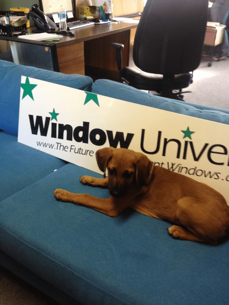 Frisco the baby hound dog at the first Window Universe office.